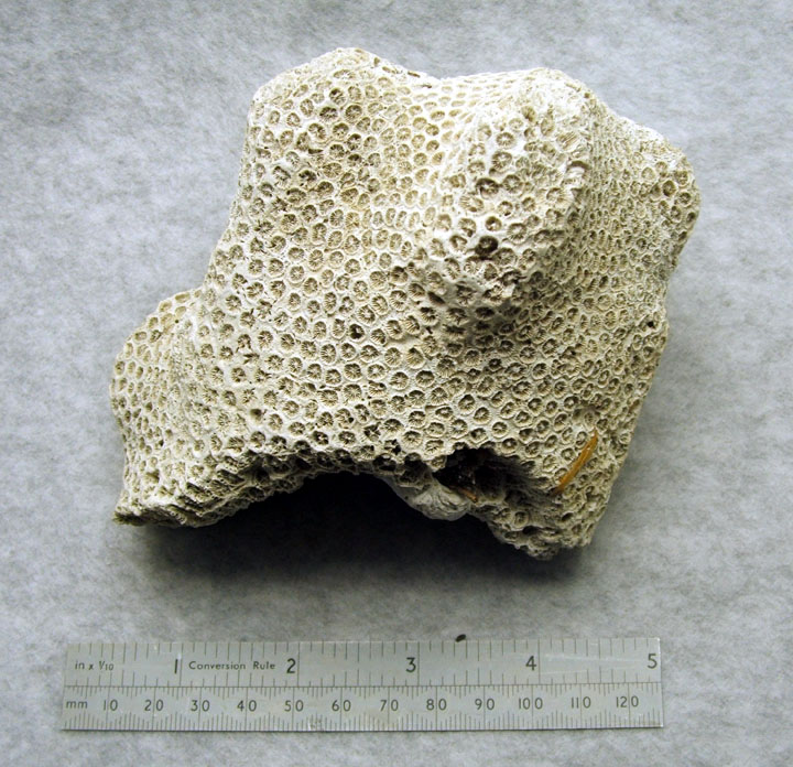 Fossil Coral