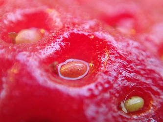 Strawberry seeds