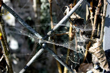 Fences and Webs (2)