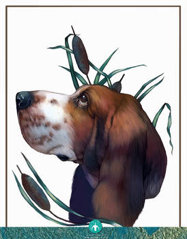 Pet of the month - Basset Hound