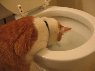 Yum, toilet water