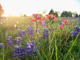 Texas Colors