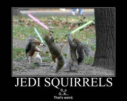Jedi squirrel