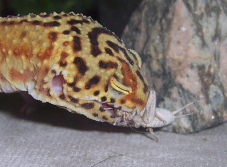 The Amazing Exploding Cricket by ResidualHaunt on DeviantArt