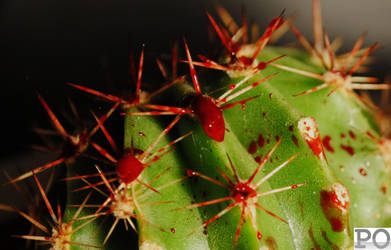 The blood-cactus