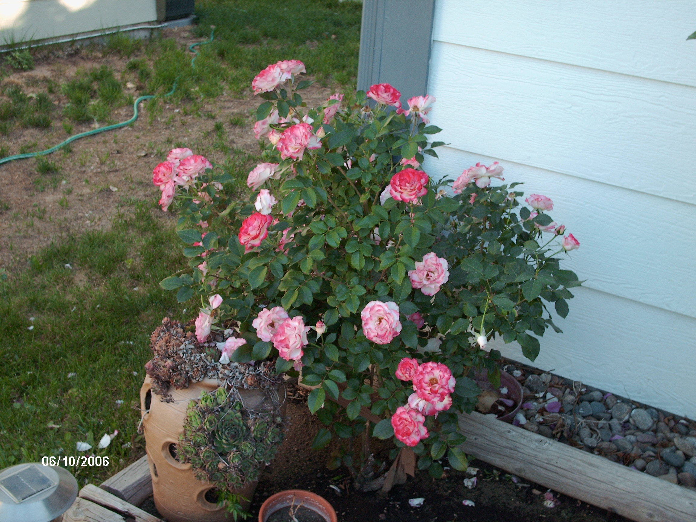 Rose bush