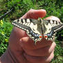 Papilio Machaon