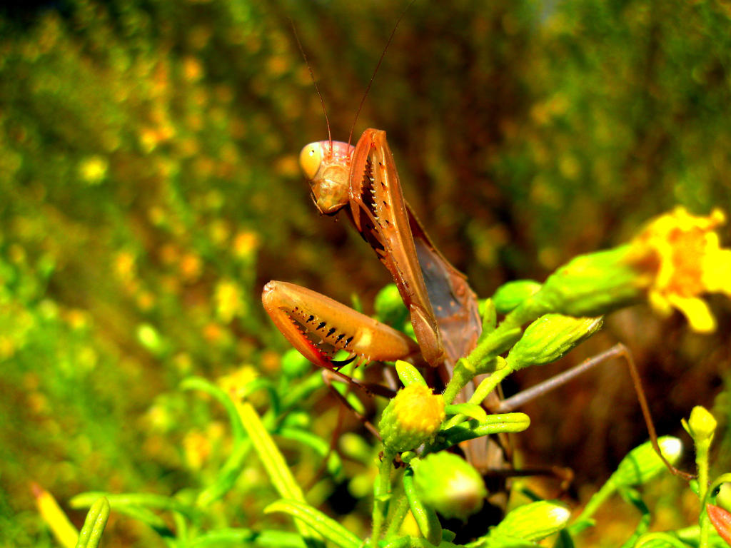 Cleaning Mantis