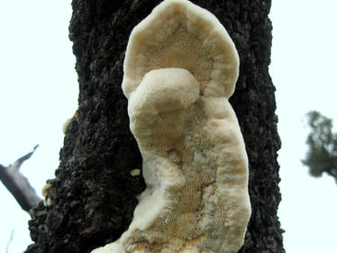 Eskimo mushroom!