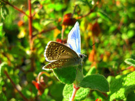 Blue butterfly!