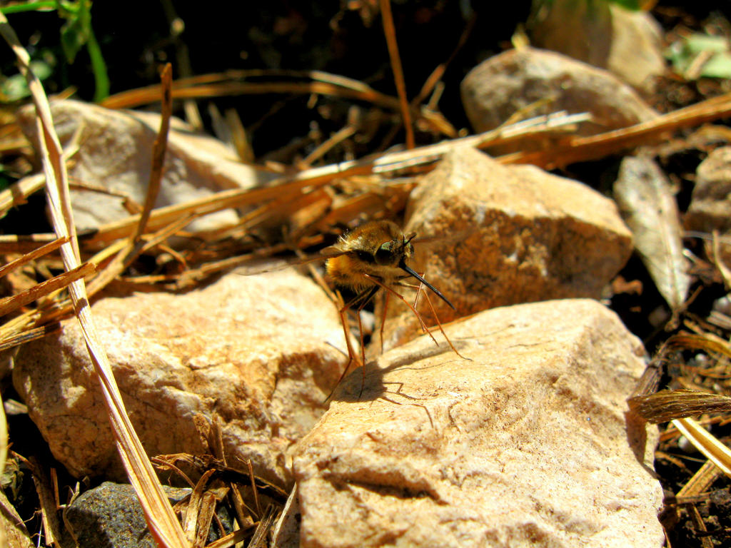 Bee-fly Bombylius