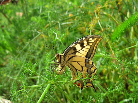 Giant swallowtail!