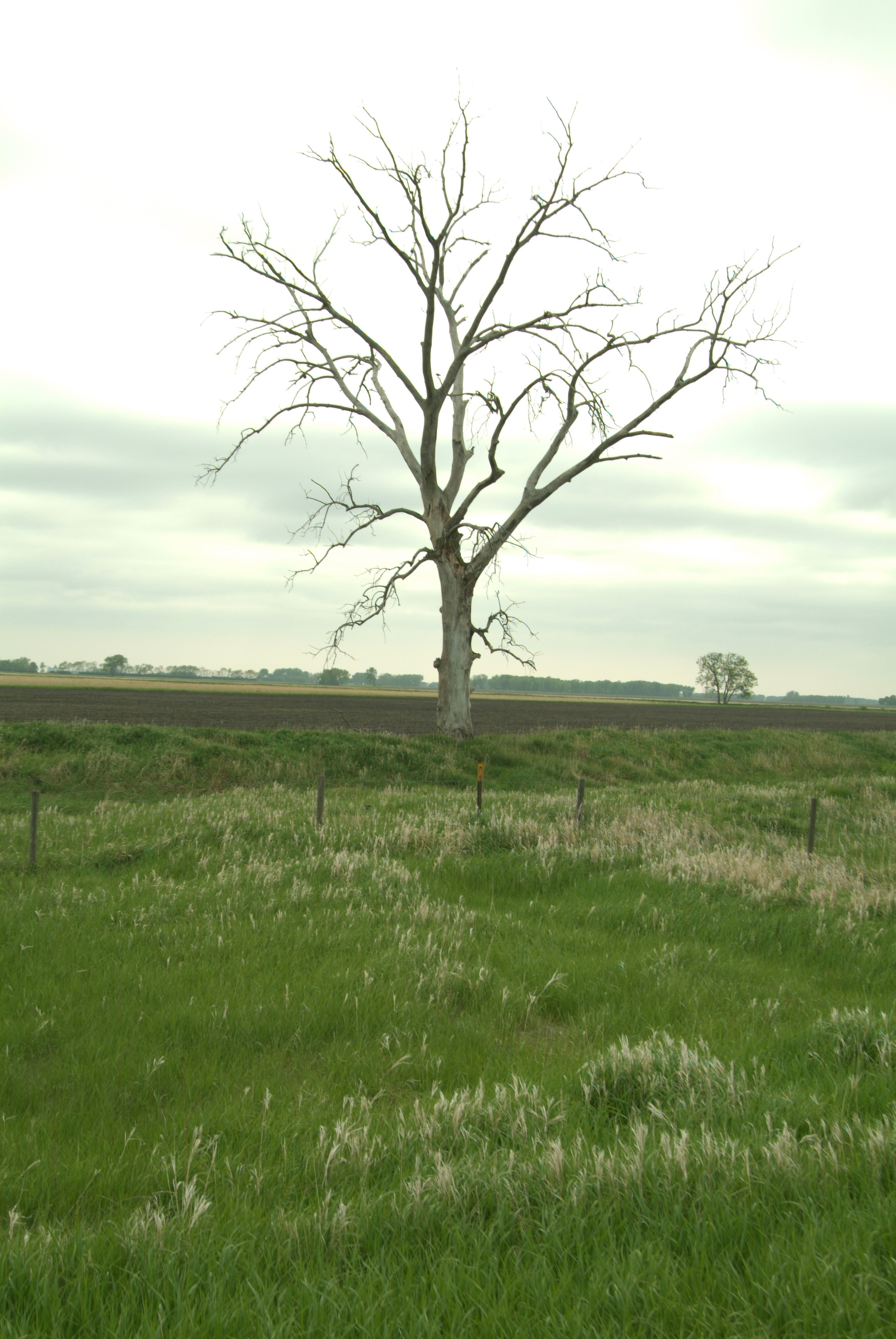 Creepy Tree