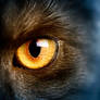 Cat's Eye