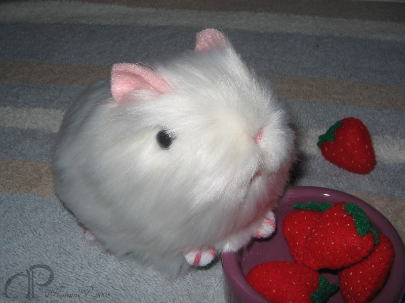 Little White Guinea Pig