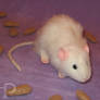 White Rat Plushie