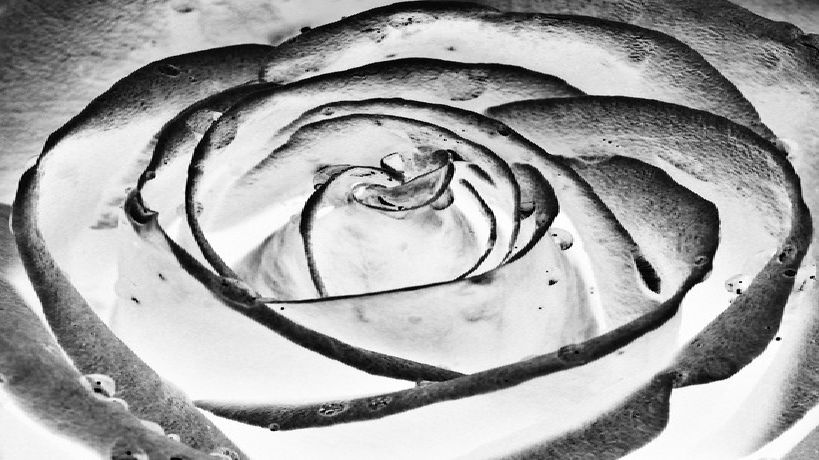 Inverted Rose Flower Inverted Black Rose by JoelNomNoms on DeviantArt