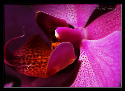 Pink orchidea