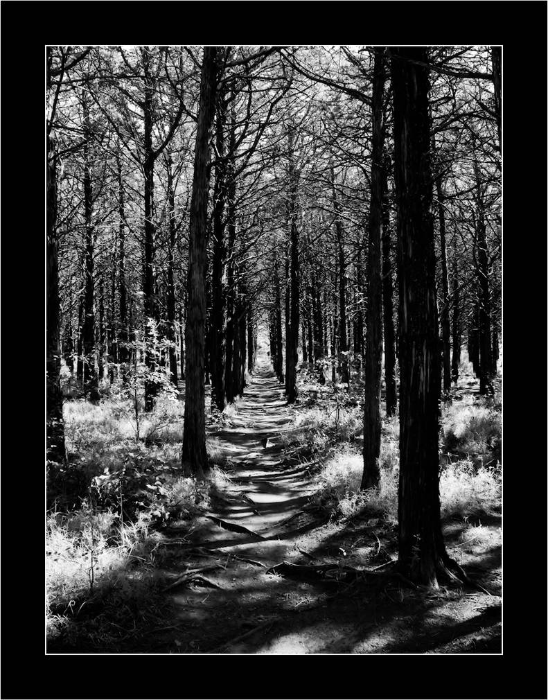 Parallel Forest by scottdoom on DeviantArt