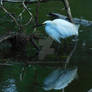 snowy egret