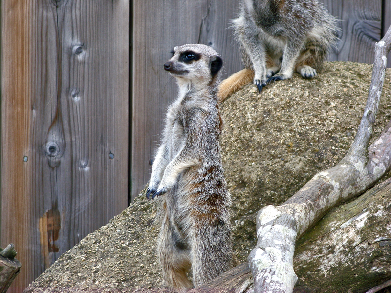 Meerkat