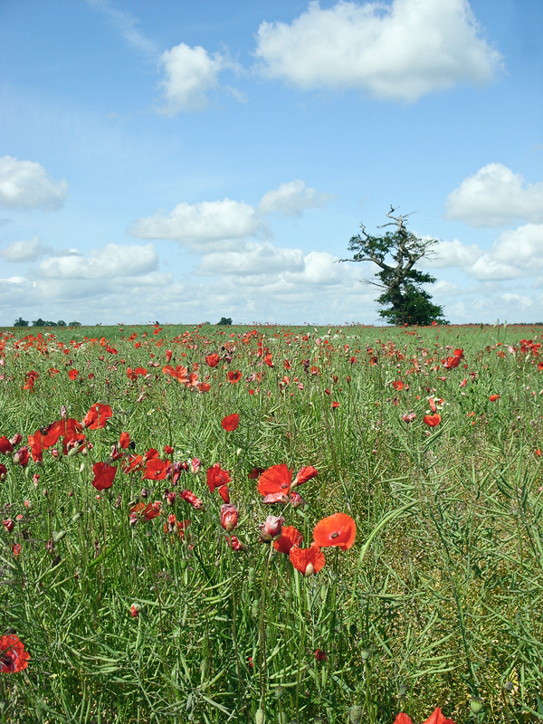 Poppy Meadow I