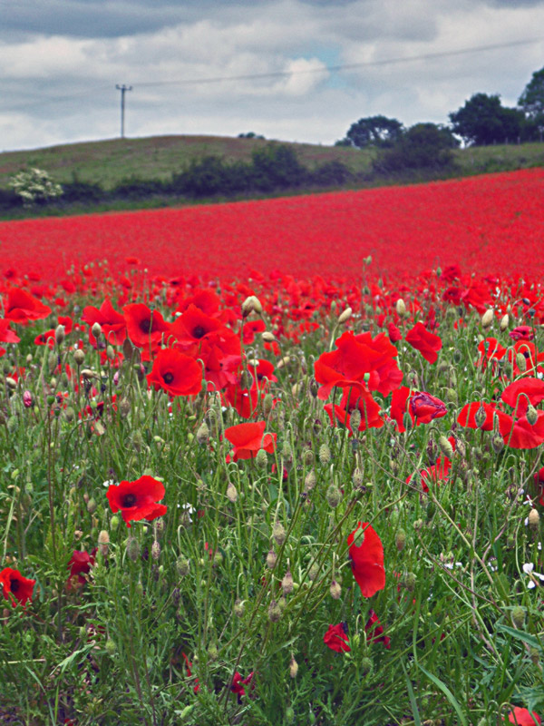 A Carpet of Red