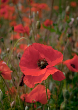 Blackstone Poppy