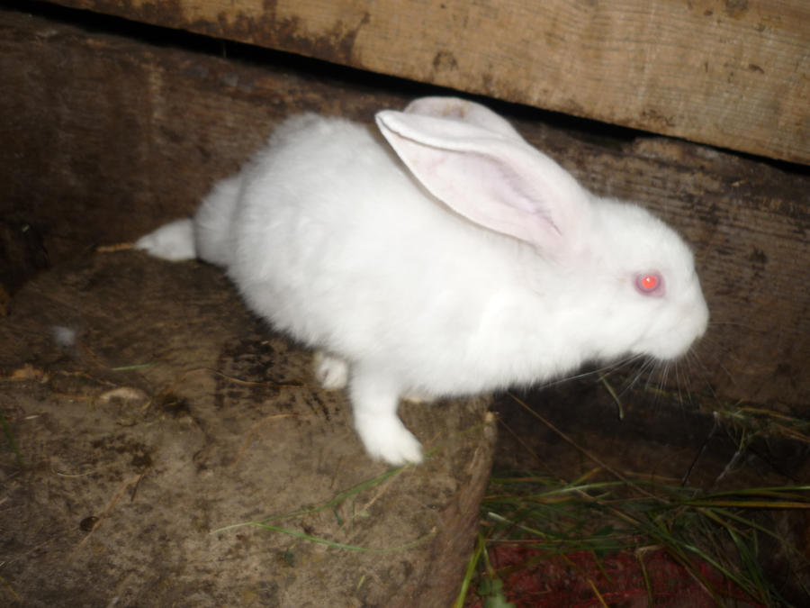 White Albino Rabbit by HadurHun on DeviantArt