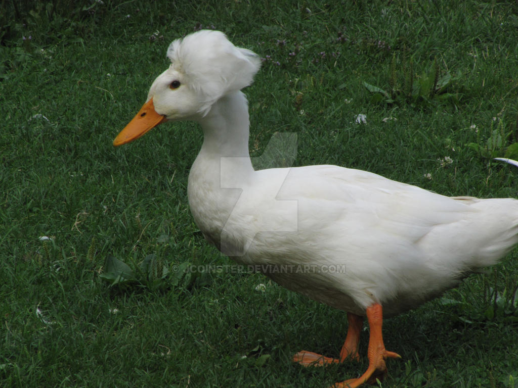 QUACK