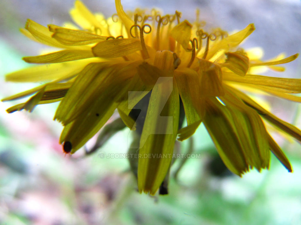 Who says dandelions are ugly?