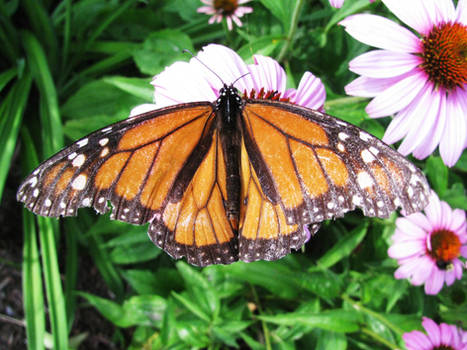 Monarch