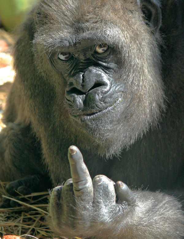 One Gorilla's Opinion