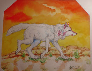 Aboriginal Wolf