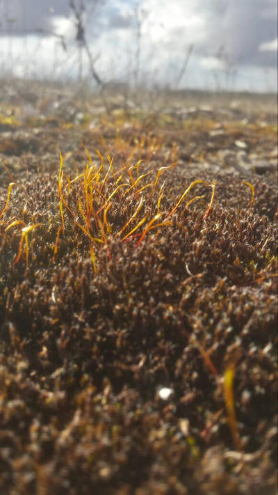 Half golden moss sprouts by RuneChestnut on DeviantArt