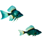 Mystic Fishes In The Waters Above