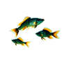 Mystic Fishes In The Waters Above
