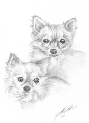 Chihuaua Pair