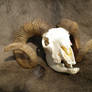Domestic Ram Skull