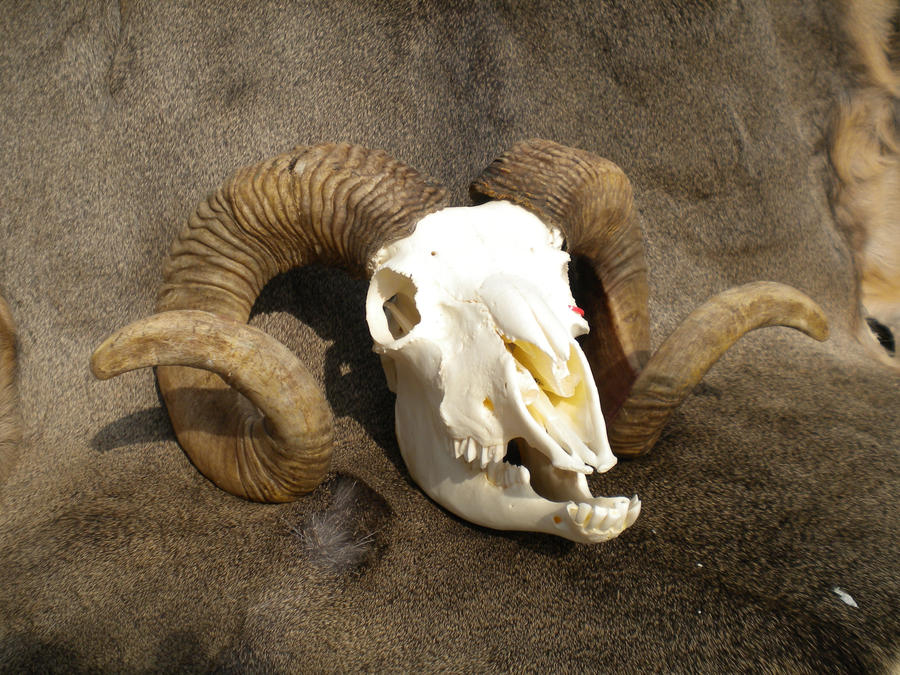 Domestic Ram Skull