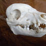Piglet Skull Stock