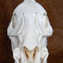 Javelina Skull Stock Frontal