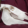 Domestic Horse Skull Stock