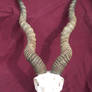 Blackbuck Horns Stock
