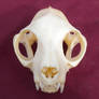 Domestic Cat Skull Stock