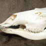 Cow Elk Skull Stock 2