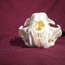 Pathalogical Bobcat Skull