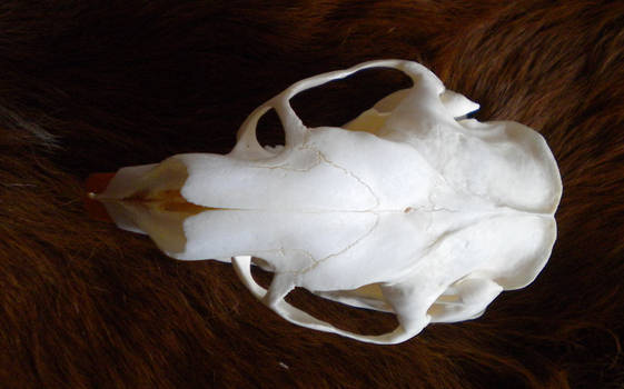 Porcupine Skull Stock 2