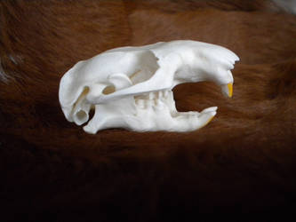 Mountain Beaver Skull Stock