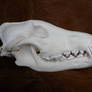Alaskan Wolf Skull Stock